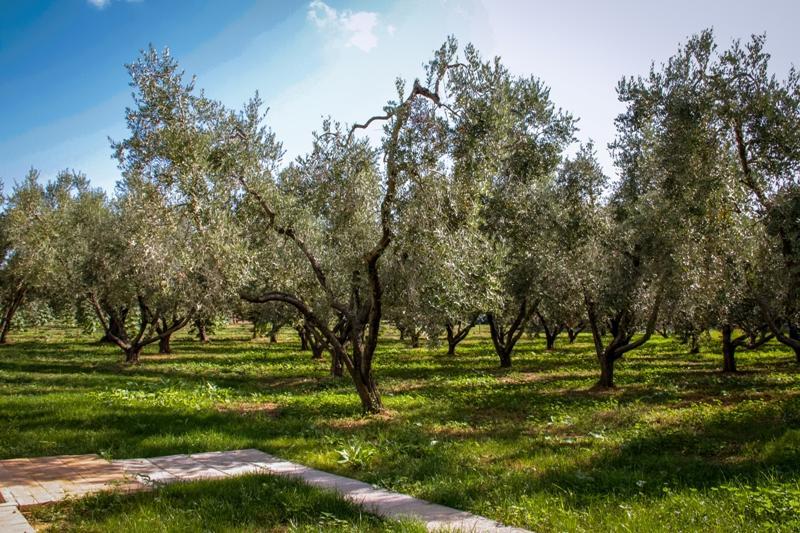 Borgo Rurale San Giusto Guest House Castagneto Carducci Eksteriør bilde